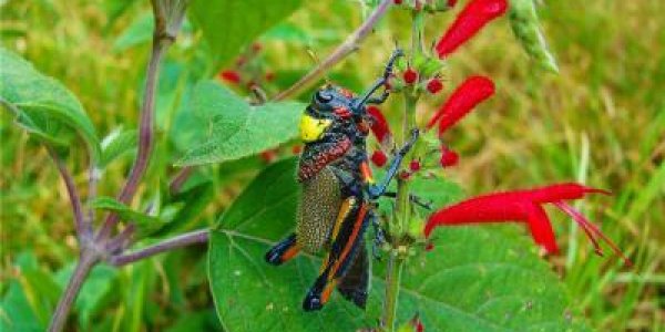 Liladownsia Fraile: New Grasshopper Species Named After Mexican Singer