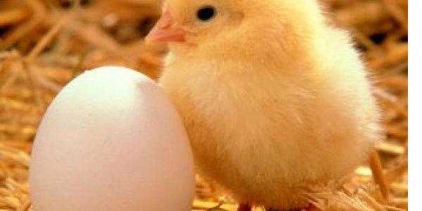 Easter Bonus - Eggs Linked To Reduced Type 2 Diabetes