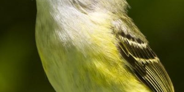 Not Just Males: Common Ancestor Of Modern Songbirds Had Female Song