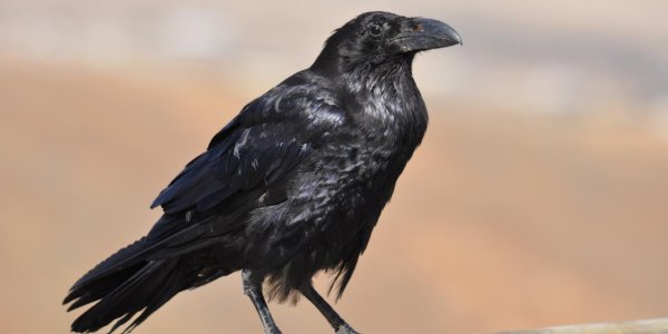 Why Crows Have A Bad Reputation