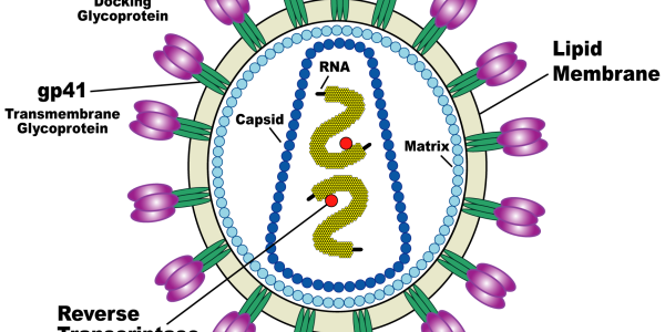HIV Halted By Plants