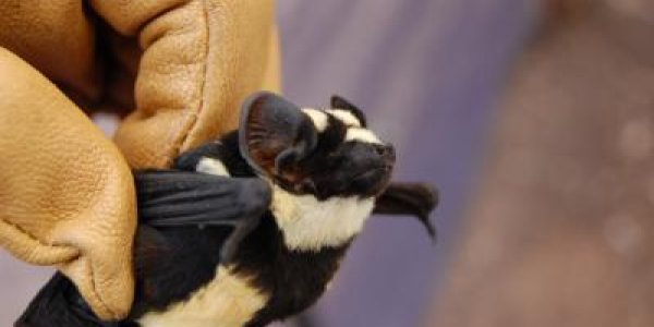 Niumbaha Superba: New Genus Of Bat Identified In South Sudan