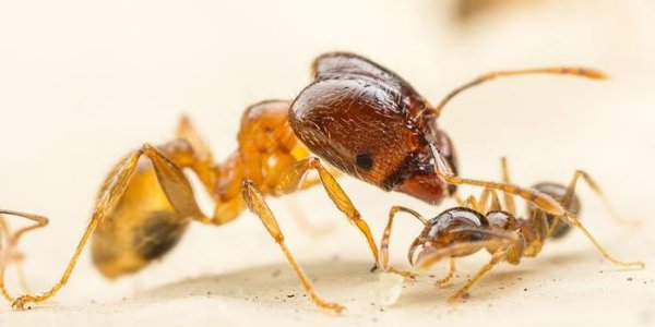 Study: Big-headed Ants Grow Bigger When Faced With Fierce Competitors