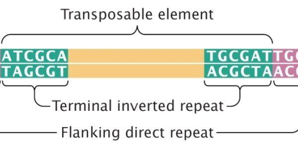 Jumping Genes And Replication