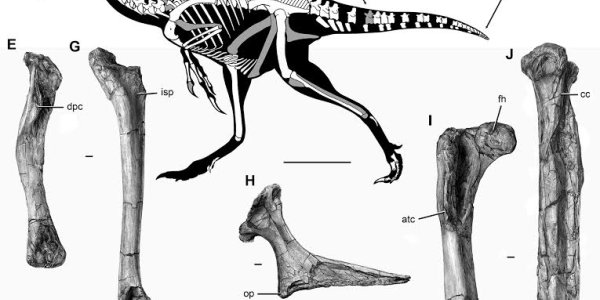 "Even Weirder Than We Imagined" - Anzu Wyliei, The Dinosaur Chicken From Hell