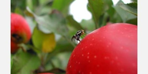 An Evolution Chain Reaction (In Action)