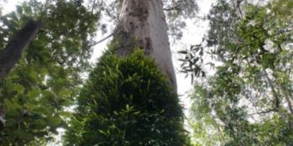 Climate Implicated In Tree Height