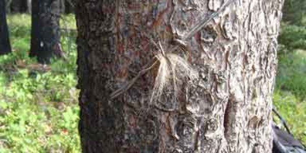 Why Bears Rub Trees - Communication And Peacekeeping