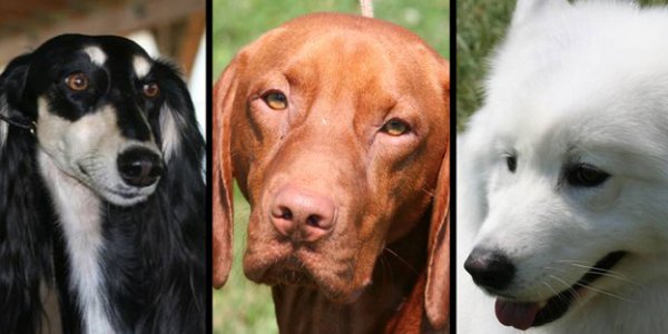 A big "wtf" salute to NPR - dog hair and cancer