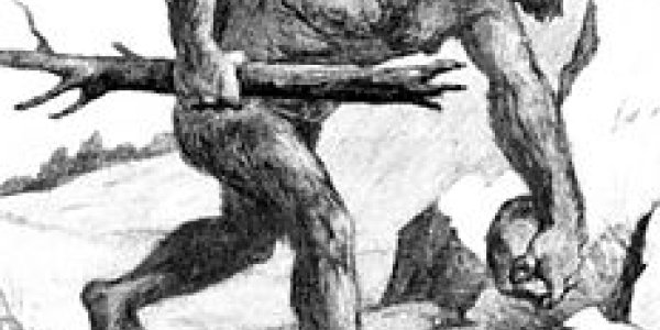 Brain and Cerebellum