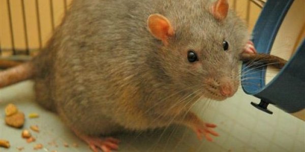 Junk Food Rats Ditch Balanced Diet To Eat Just Like Obese People