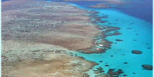 McAlgae - Coral's Addiction To 'Junk Food'