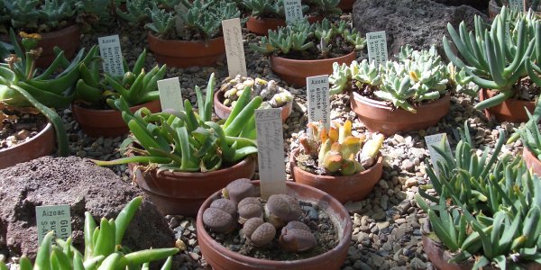 Nature has plants for all climatic conditions