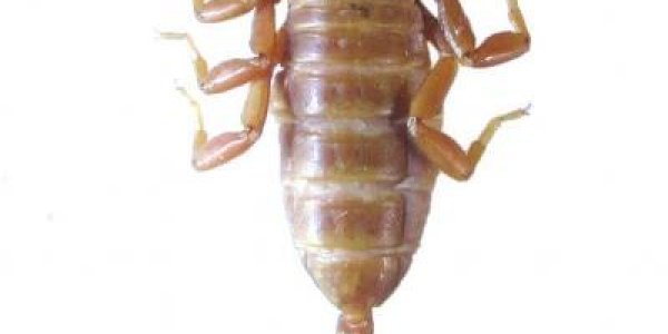 Euscorpius Lycius: A New Scorpion Species In Southwestern Turkey