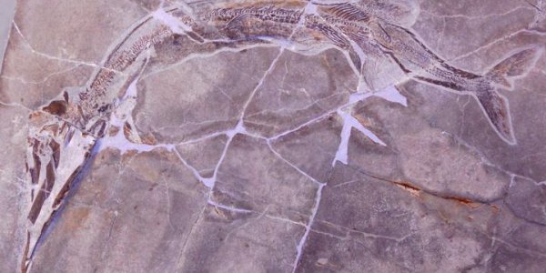 2 New Species Of Primitive Fish Discovered