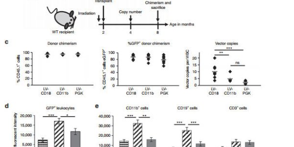 Stem Cell Gene Therapy May Prevent Inherited Childhood Dementia Disease