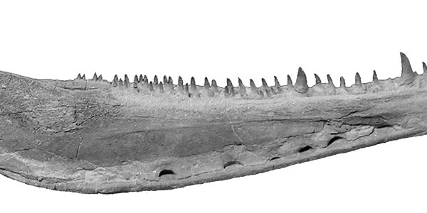 Latvian Fossils Close The Gap Between Fish And Land Animals, Say Researchers