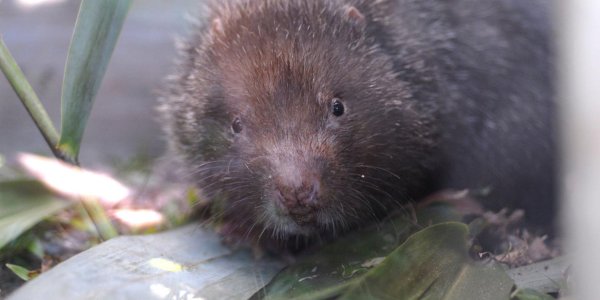 Monsoons Drove Mammal Evolution In Asia