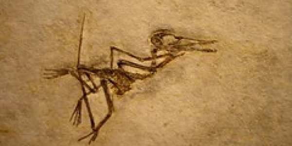 Earliest Vertebrates To Evolve Powered Flight