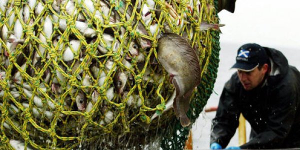 Wild Fish: It's Time For A Depth Limit On Trawling