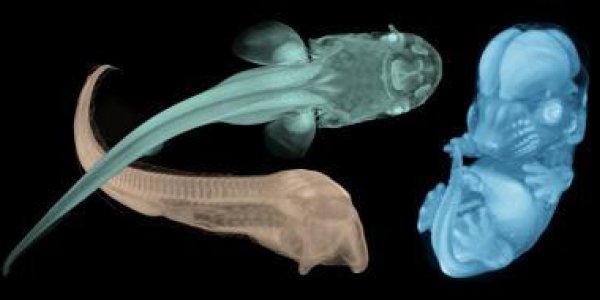 Like Having 4 Limbs? Thank Your Belly