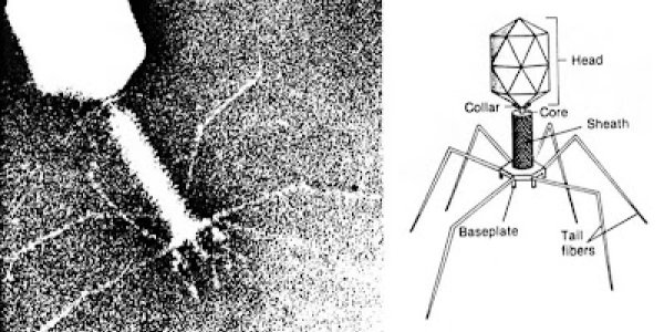 Are Bacteriophages picky eaters?