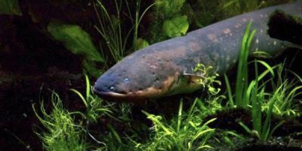 If Upworthy Did Science: I Was Shocked To Learn The Evolutionary Truth About Electric Fish!