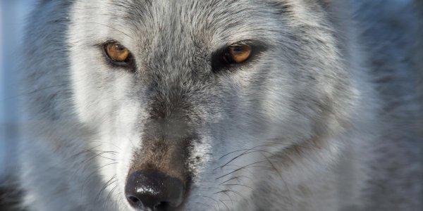 Is The Wolf Debate About People Who Live Near Them Versus Urban Activists? Or About Caring?