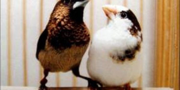 Talking Cartoon Birds May Be More Realistic Than We Thought