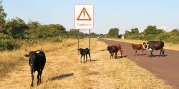 Beef Production In Africa Can Improve Lives, Says Wildlife Conservation Society