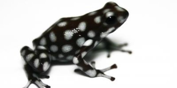 Amazon Frogs Hopped Down From The Mountains 10 Million Years Ago