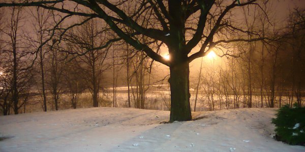 Cottontail Rabbit Maneuvers