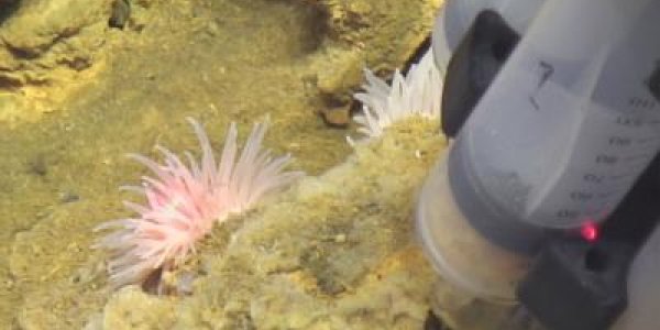 Iron-oxidizing Bacteria Found Along Mid-Atlantic Ridge