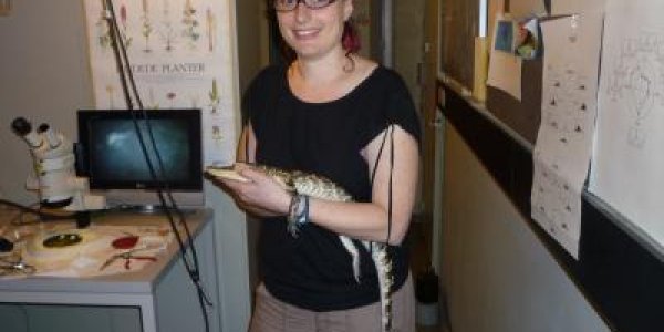 Canal Between Ears Helps Alligators Pinpoint Sound