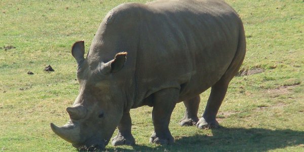 The Northern White Rhino Is Not Going Extinct, It Isn't  A Species And There Are 20,000 Of The Species Left