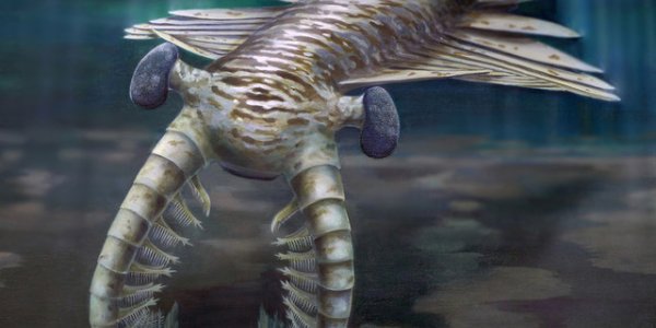Cambrian predator Anomalocaris - 16,000 lenses in a single eye