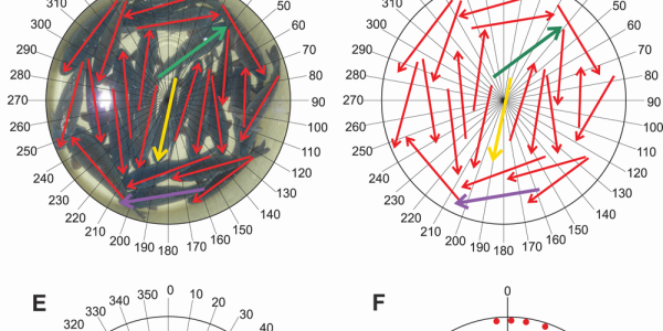 Weekend Science: Carp Sense Geomagnetic Fields