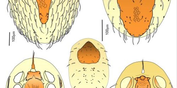 New Ophionyssus Schreibericolus Parasite Found In Iberian Black Green Lizards