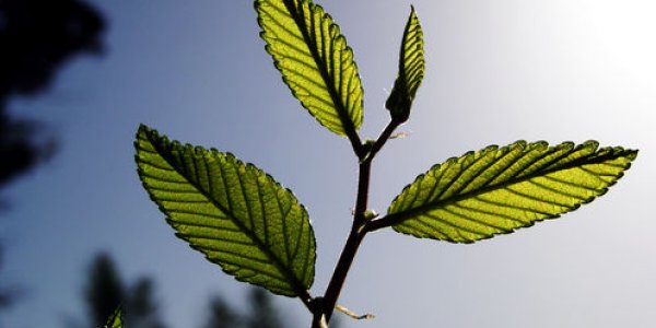 Plants Absorb More CO2 Than We Thought, But...