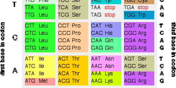 Rewriting The Genetic Code