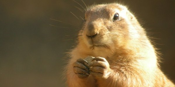 Animal Welfare in the Animal Laboratory