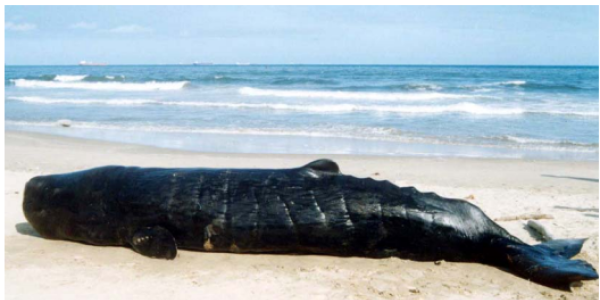 So where is the recent information on marine mammals in Indian waters!