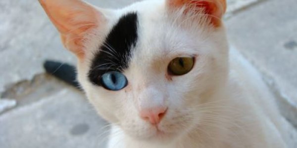 How Two-toned Cats Get A Piebald Patch