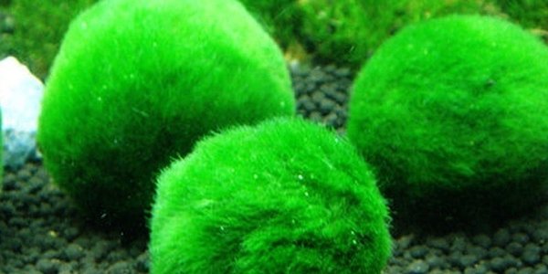 If You Just Bought A Marimo Moss Ball, Kill It With Bleach