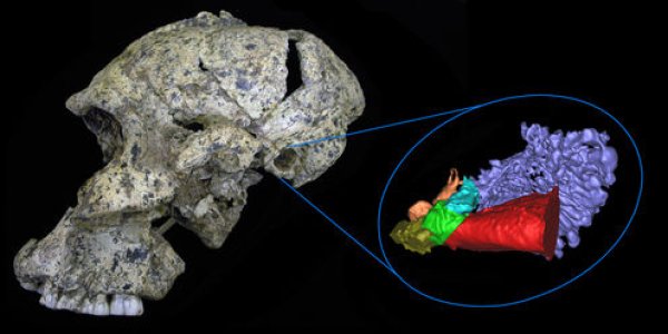 What Fossilized Ear Bones Tell Us About Ancient Human Hearing