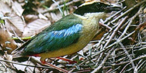Female Antbirds Are Literal Cock-Blockers
