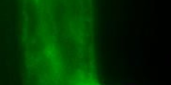 RHD2 In 'Fuzzy Hairs' Help Plant Roots Know Where To Go