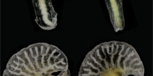 Dendrogrammatidae: New Deep Sea Mushroom-Shaped Organisms Discovered