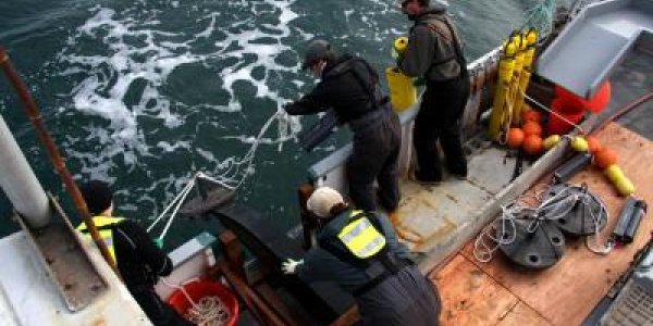 Contrary To What You May Think, Salmon Scatter When They Hit The Ocean