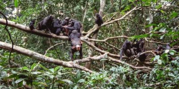 The Way To A Chimpanzee's Heart Is Through Its Stomach